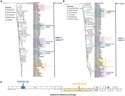 Emergence of a novel PRRSV-1 strain in mainland China: A recombinant strain derived from the two commercial modified live viruses Amervac and DV